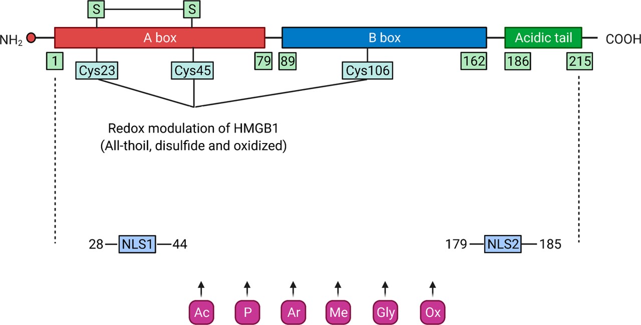 Fig.1 The diagram depicts the detailed structure and modification sites of HMGB1. (Chen, Rui and Daolin, 2022)
