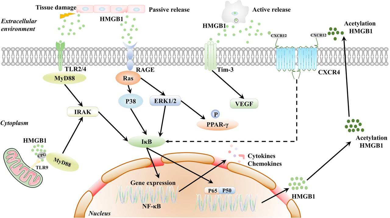 Fig.2 Active and passive release of HMGB1 and the different signaling pathways involved. (Yuan, et al., 2020)