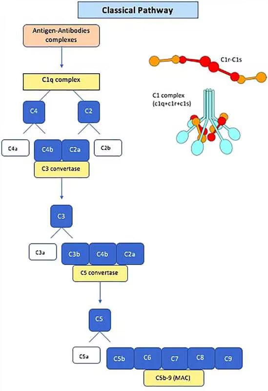 The classical pathway of the complement system and structure of C1 complex. (Calatroni, Marta, et al., 2024)