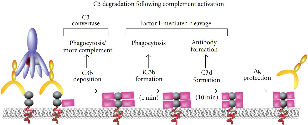 The process of c3 degradation.