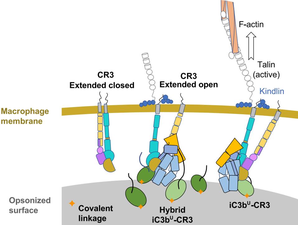 The interaction of ic3b-CR3.