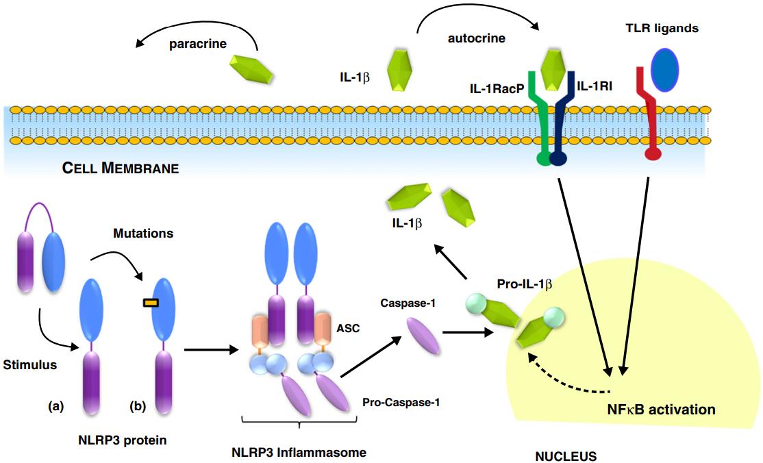 The mature IL-1β production.