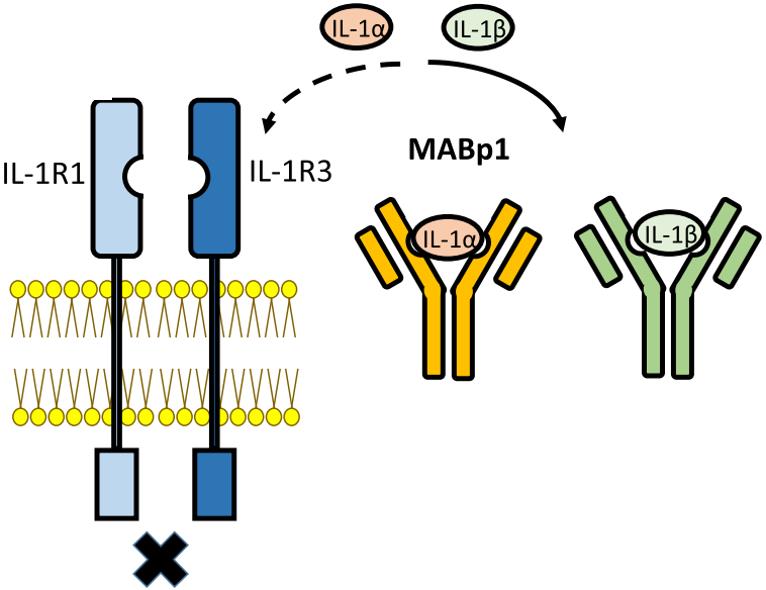 Function of anti-IL-1B monoclonal antibodies.