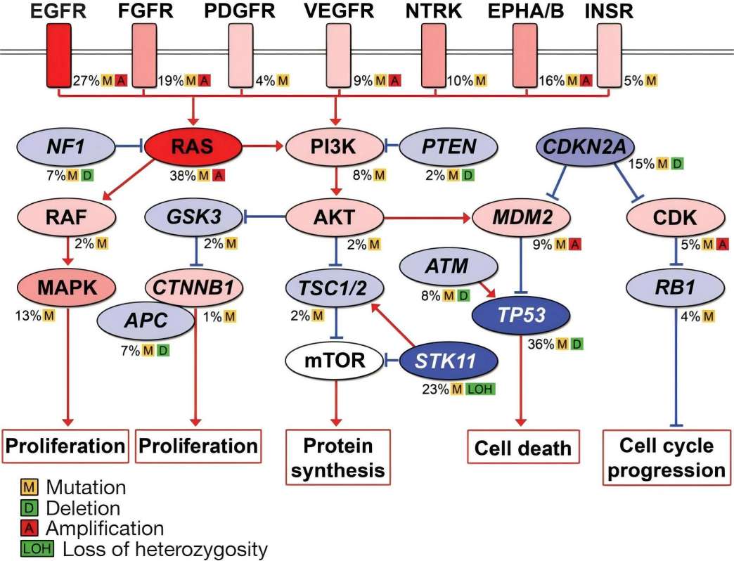 Fig.1 Significantly mutated pathways in lung adenocarcinomas. (Ding, et al., 2008)
