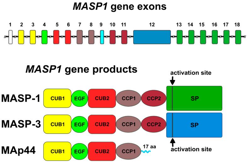 Protein structures of MASP-1, MASP-3, and MAp44.