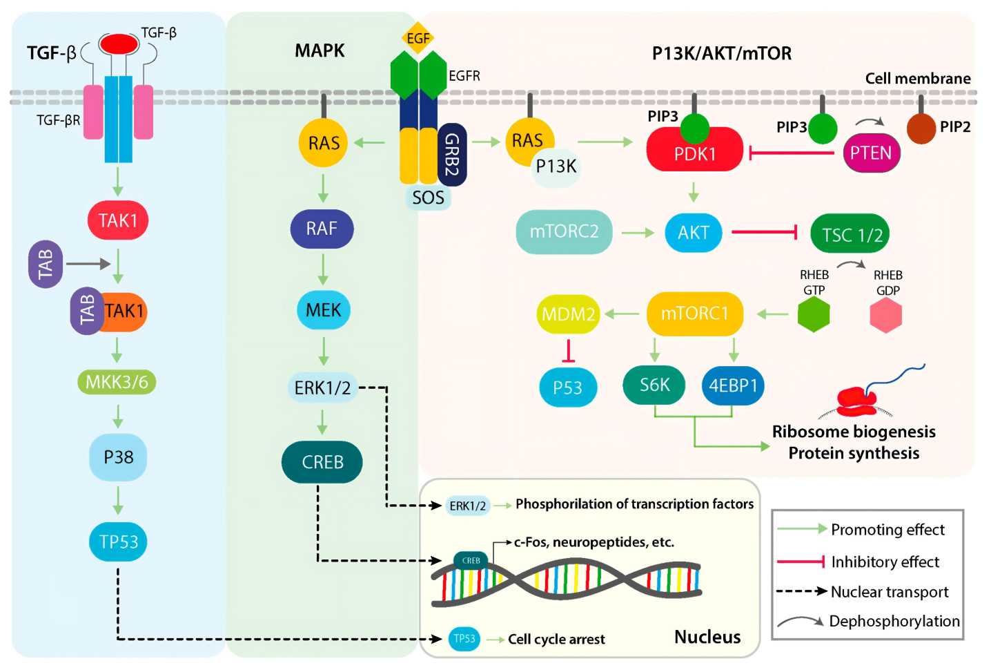 Fig.1 Parallel outline of several physiological roles of the TGFβ/p38, MAPK, and P13k/AKT/mTOR signaling pathways. (Braicu, et al., 2019)