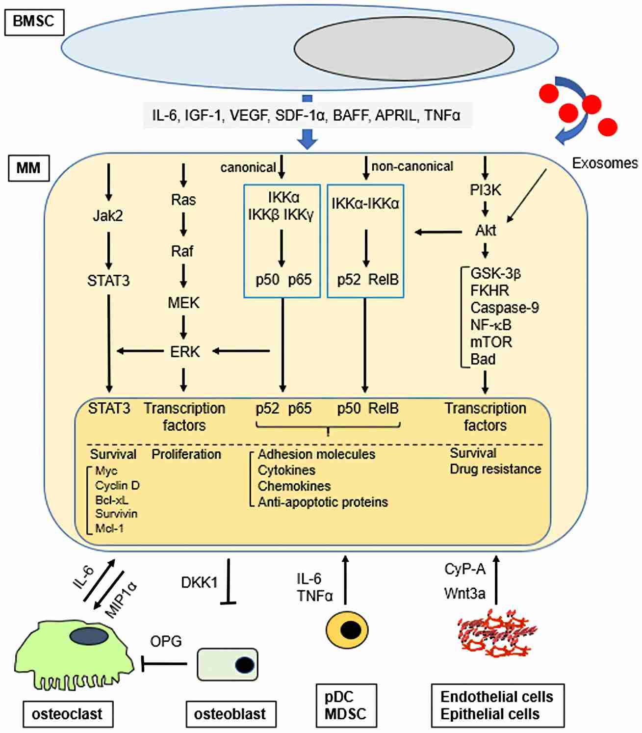 Fig.1 The diagram of three signaling pathways activation in multiple myeloma cells within the bone marrow microenvironment. (Hideshima & Anderson, 2021)