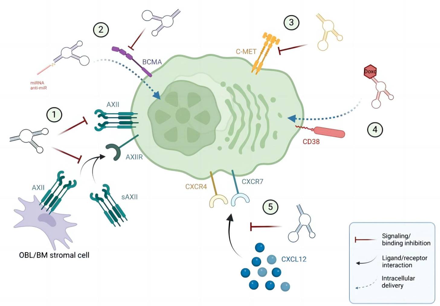 Fig.2 Current aptamers for precision medicine in multiple myeloma. (Amundarain, et al., 2022)