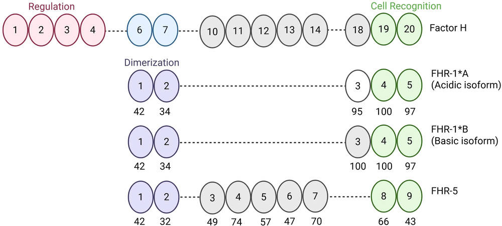Factor H and factor H-related protein domain architecture analyzed in C3 glomerulopathy research