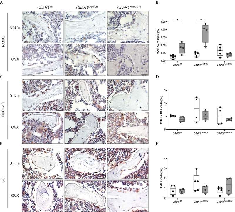 RANKL, CXCL-10, and IL-6 analysis in trabecular bone after ovariectomy in a C5aR1 study