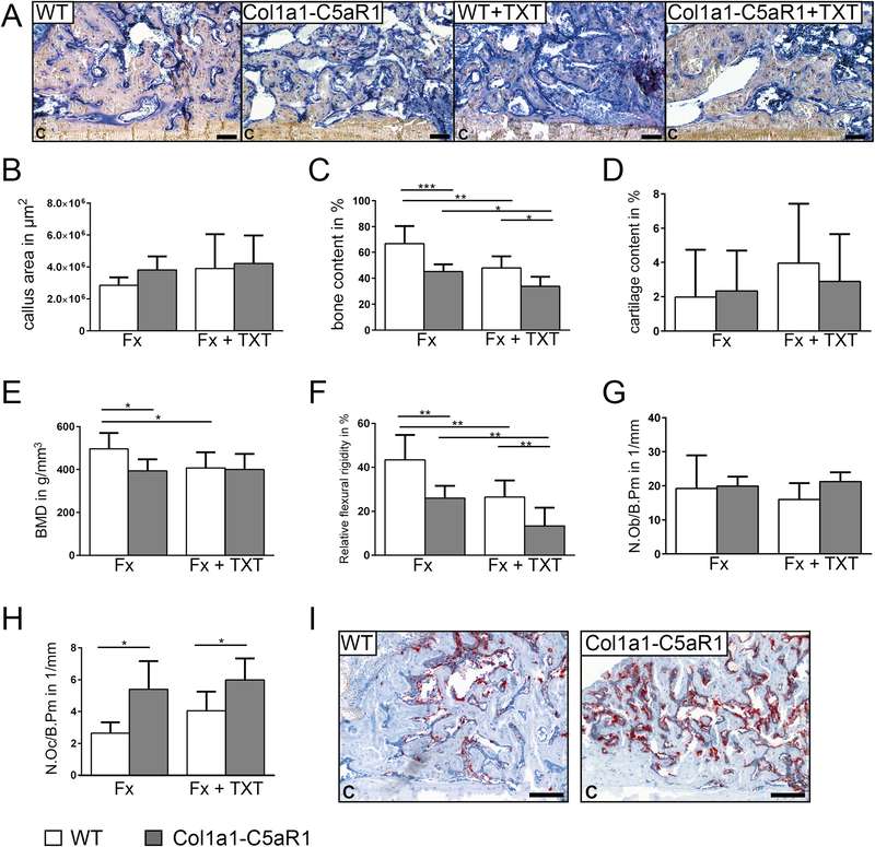 Histology, bone mineral density, biomechanics, and bone cell analysis in C5aR1-associated fracture healing