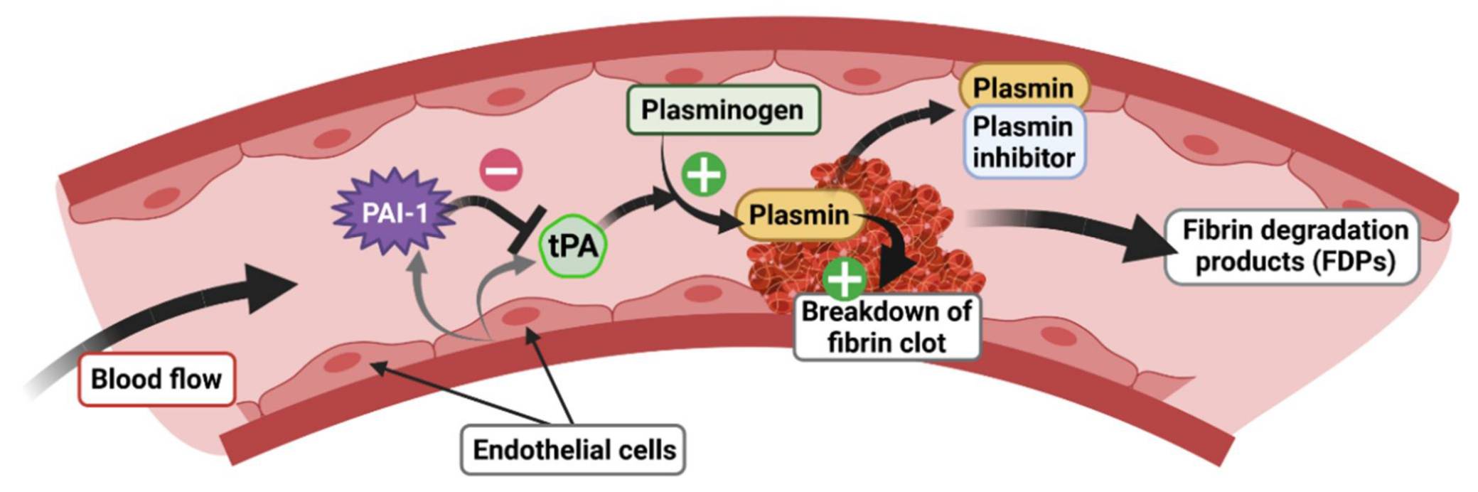 Role of the tPA/PAI-1 system in the regulation of fibrinolysis.