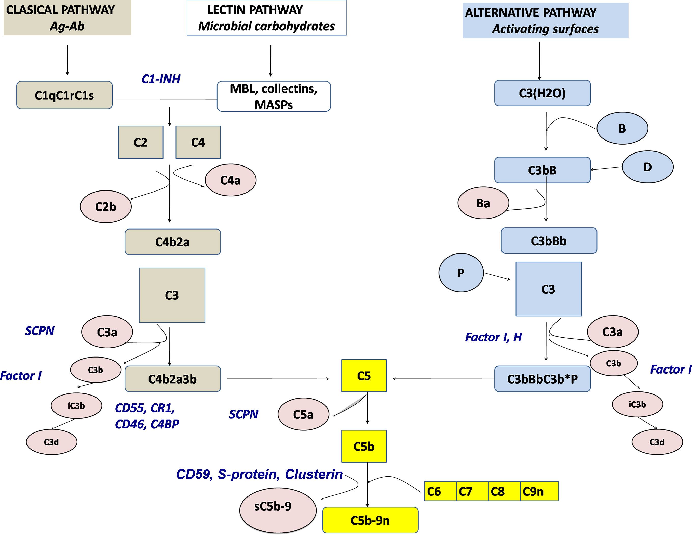 Complement activation pathways. (OA Literature)