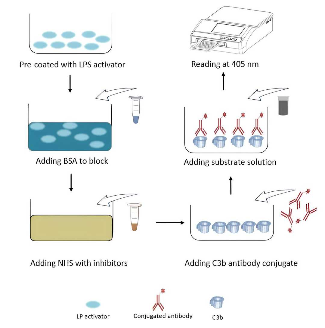 ELISA-based C3b deposition assay. (Creative Biolabs Original)