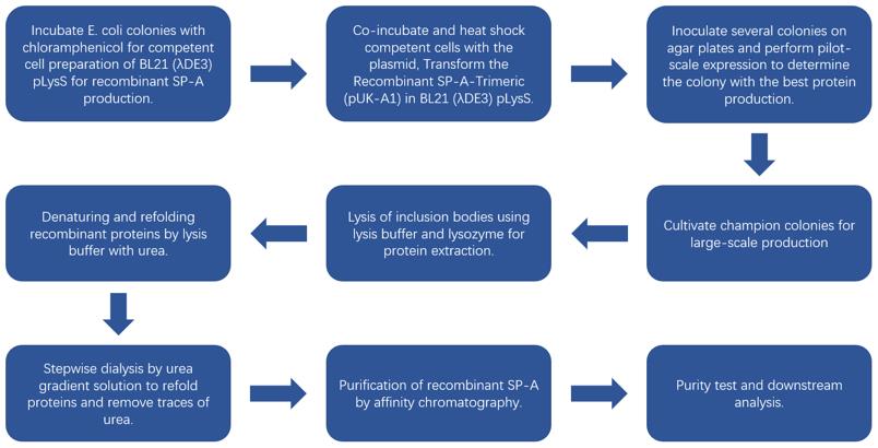 Production protocol of SP-A recombinant fragments using E. coli.