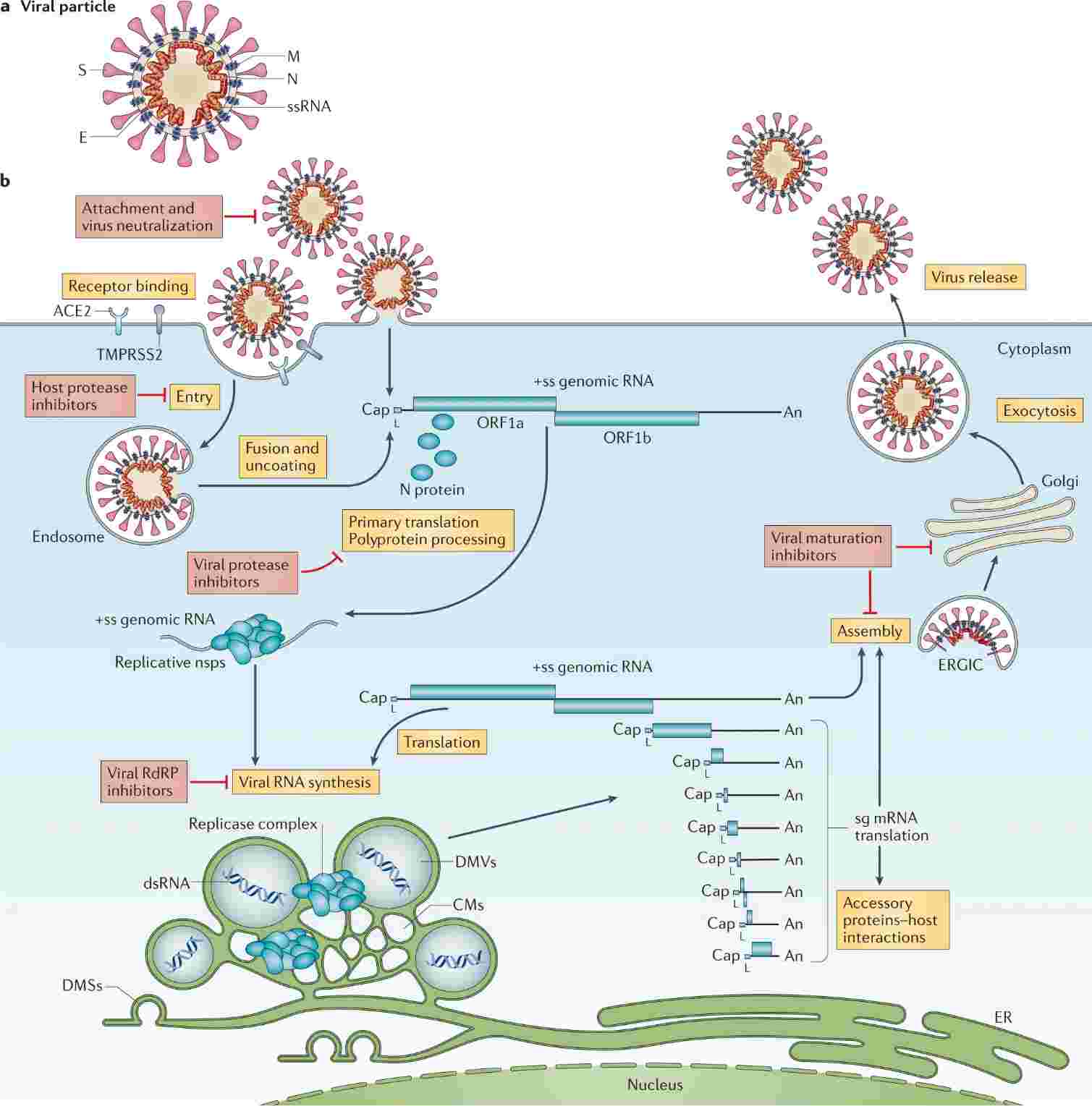 Fig.1 Coronavirus virion and its life cycle. (V'kovski, et al., 2021)
