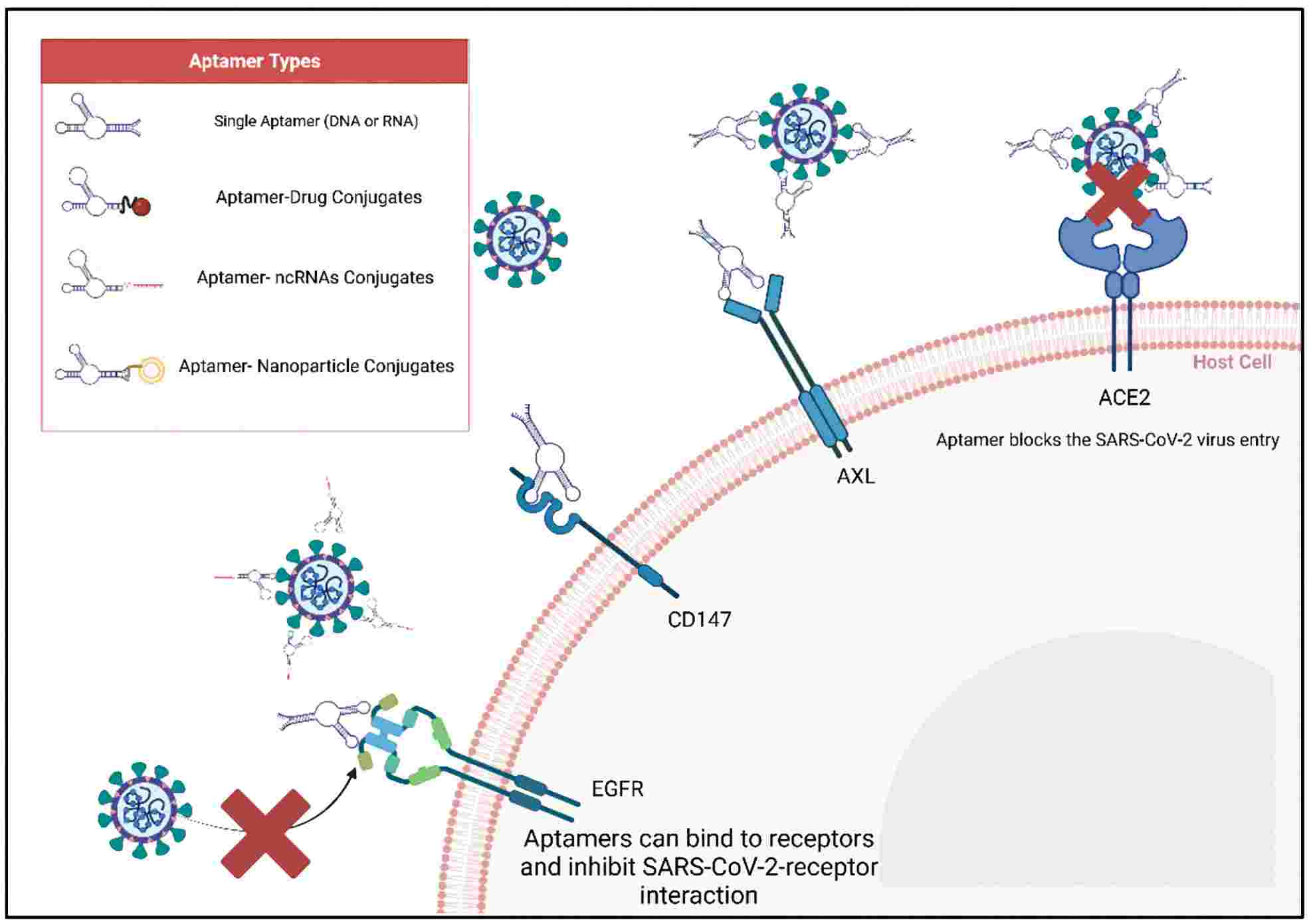 Fig.2 Picture shows therapeutic strategies targeting SARS-CoV utilizing aptamer and aptamer chimera technologies. (Karadeniz Saygılı, et al., 2023)