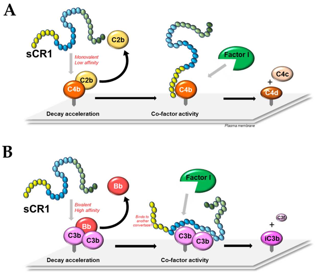 Fig 1. Schematic of the sCR1 molecular mechanisms. (OA Literature)