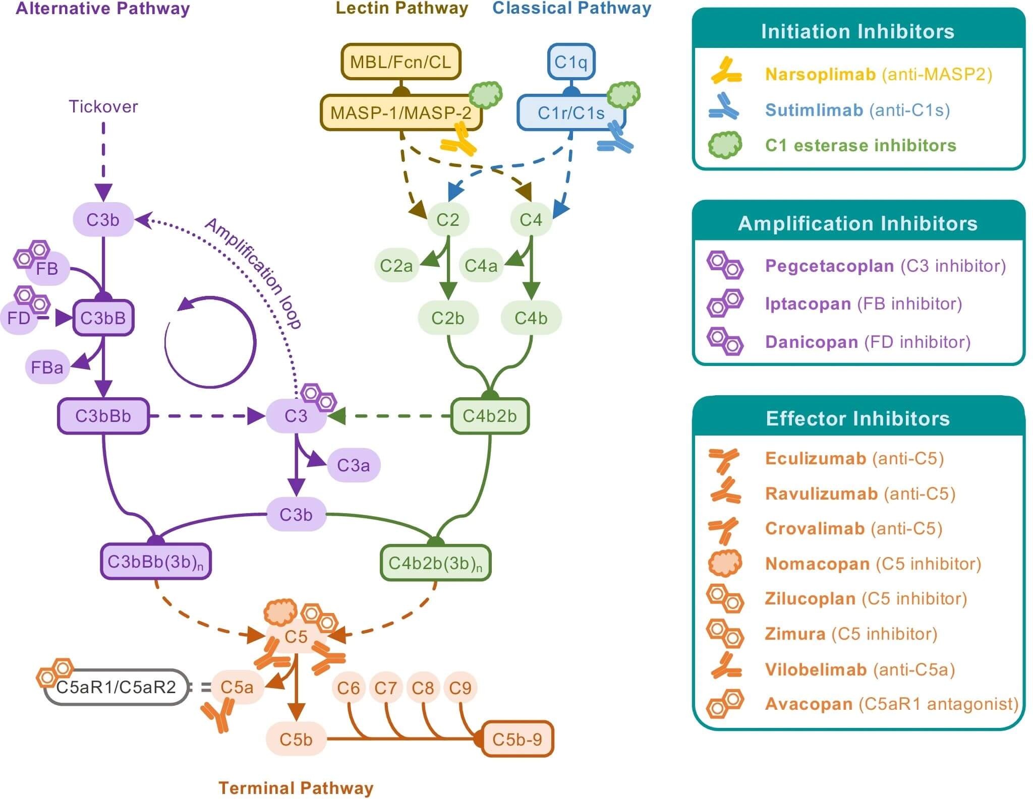 The roles of the complement system in disease and therapy. (OA Literature)