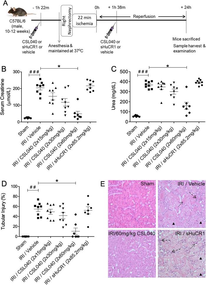 Experimental evaluation of the truncated soluble CR1 candidate CSL040 in renal ischemia-reperfusion injury