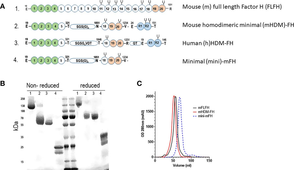 Construct designs and analytical characterization of homodimeric minimal Factor H proteins