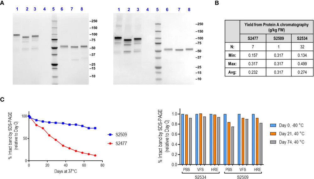 Production and stability characterization of engineered Factor H-Fc fusion proteins
