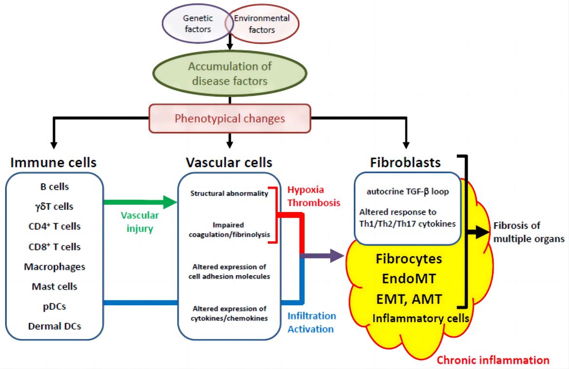 Fig. 2 The shared pathological cascade in various organs specific to systemic sclerosis. （Asano et al., 2020)