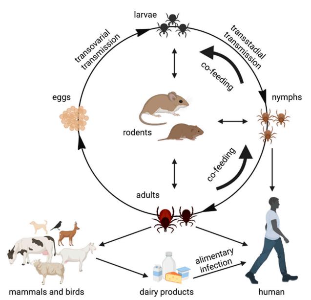 Transmission routes of TBEV.
