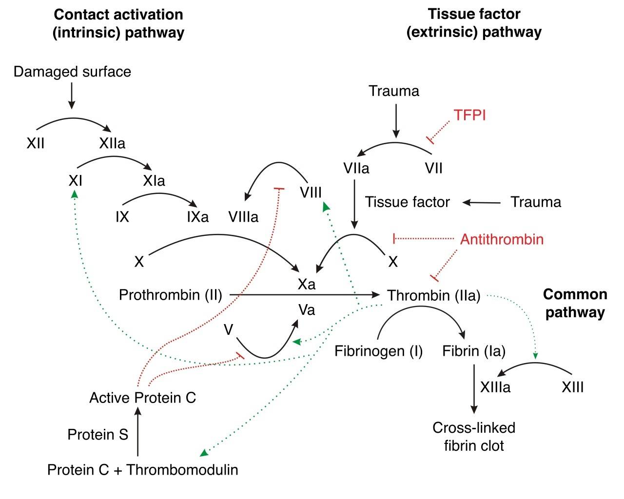 Signaling cascades of blood coagulation.