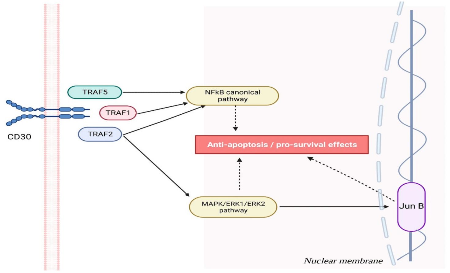Fig.1 Signaling pathways mediated by TNFRSF8/CD30. (Dumitru, et al., 2023)