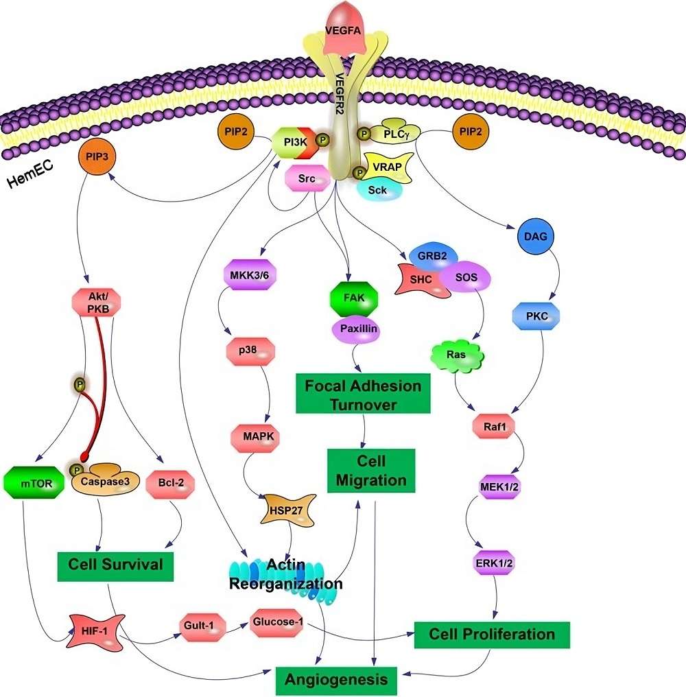 Fig.1 The VEGF-A/VEGFR2 signaling pathway promotes angiogenesis. (Kong, et al., 2023)