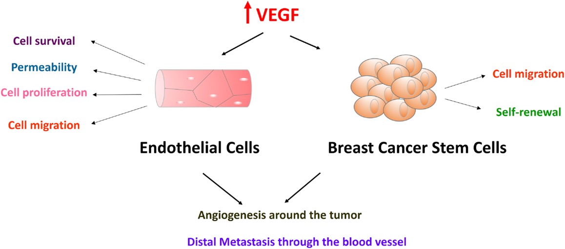 Fig.2 VEGF-A in endothelial cells and breast cancer stem cells promotes breast cancer proliferation, survival, and migration. (Zhu and Wen, 2015)