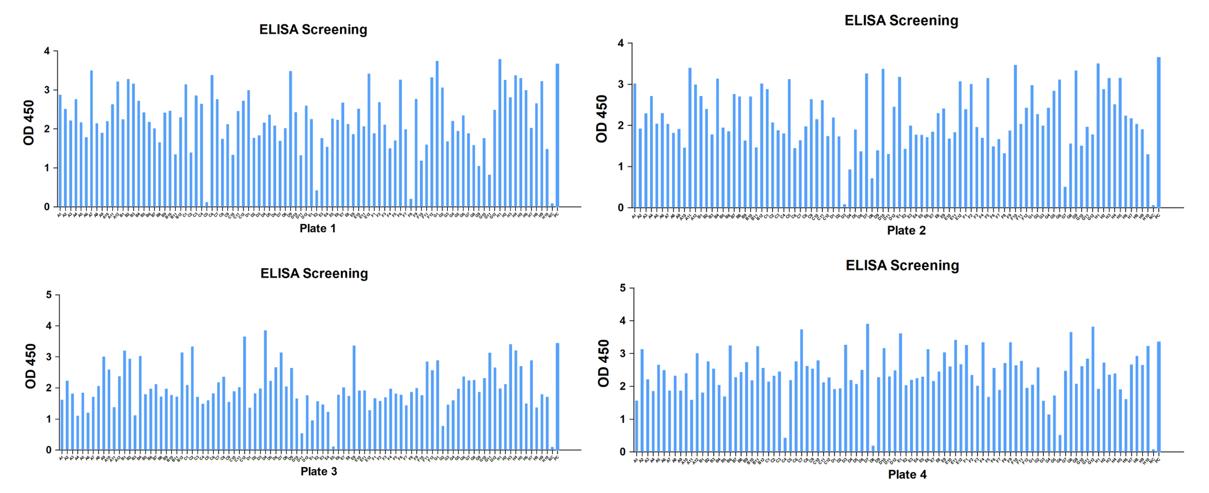 2. ELISA screening of clones. (Creative Biolabs Original)