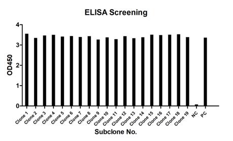 4. ELISA screening of clones was employed to identify high-affinity antibody-producing hybridomas from the fusion cohort. (Creative Biolabs Original)