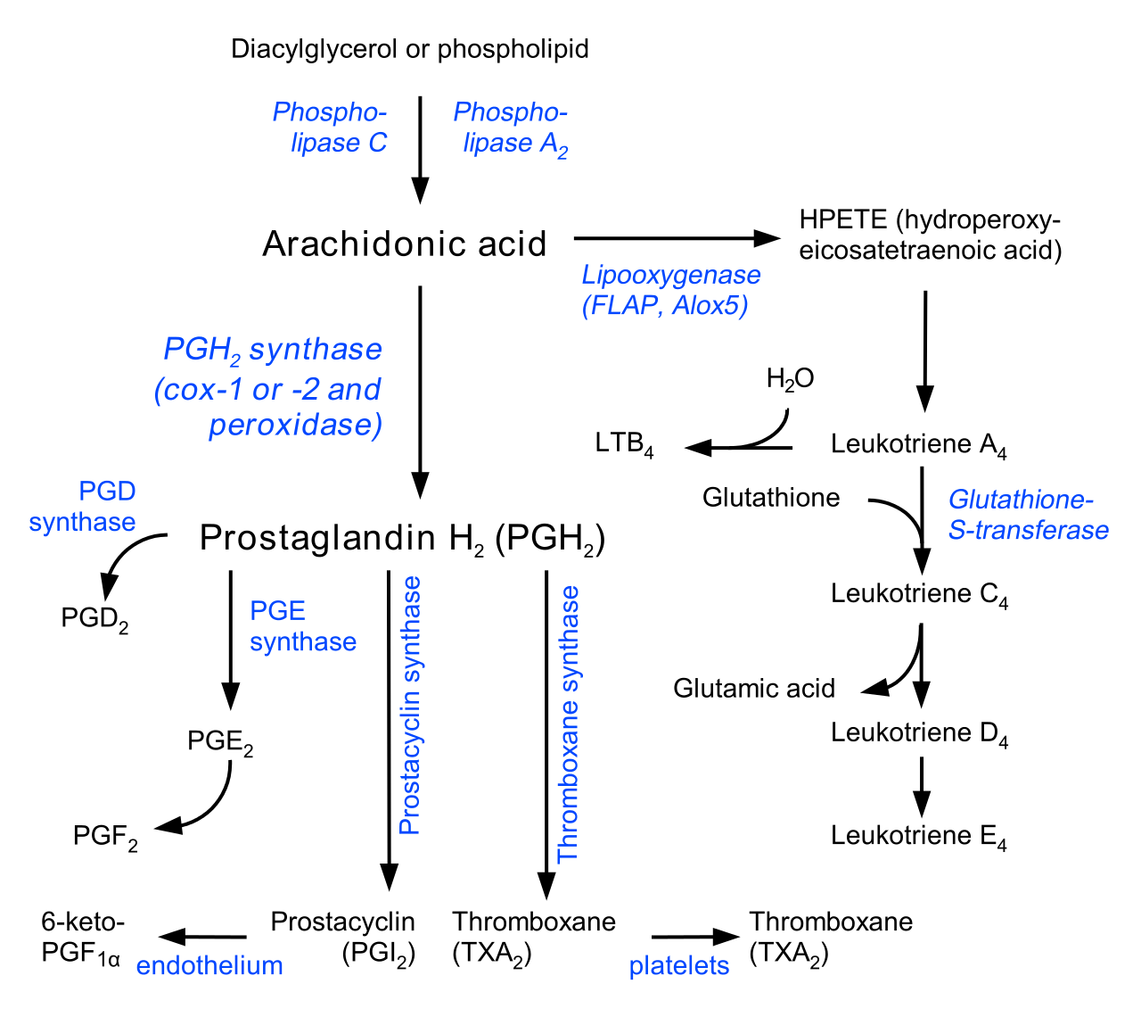 The whole process of LTE4 synthesis.