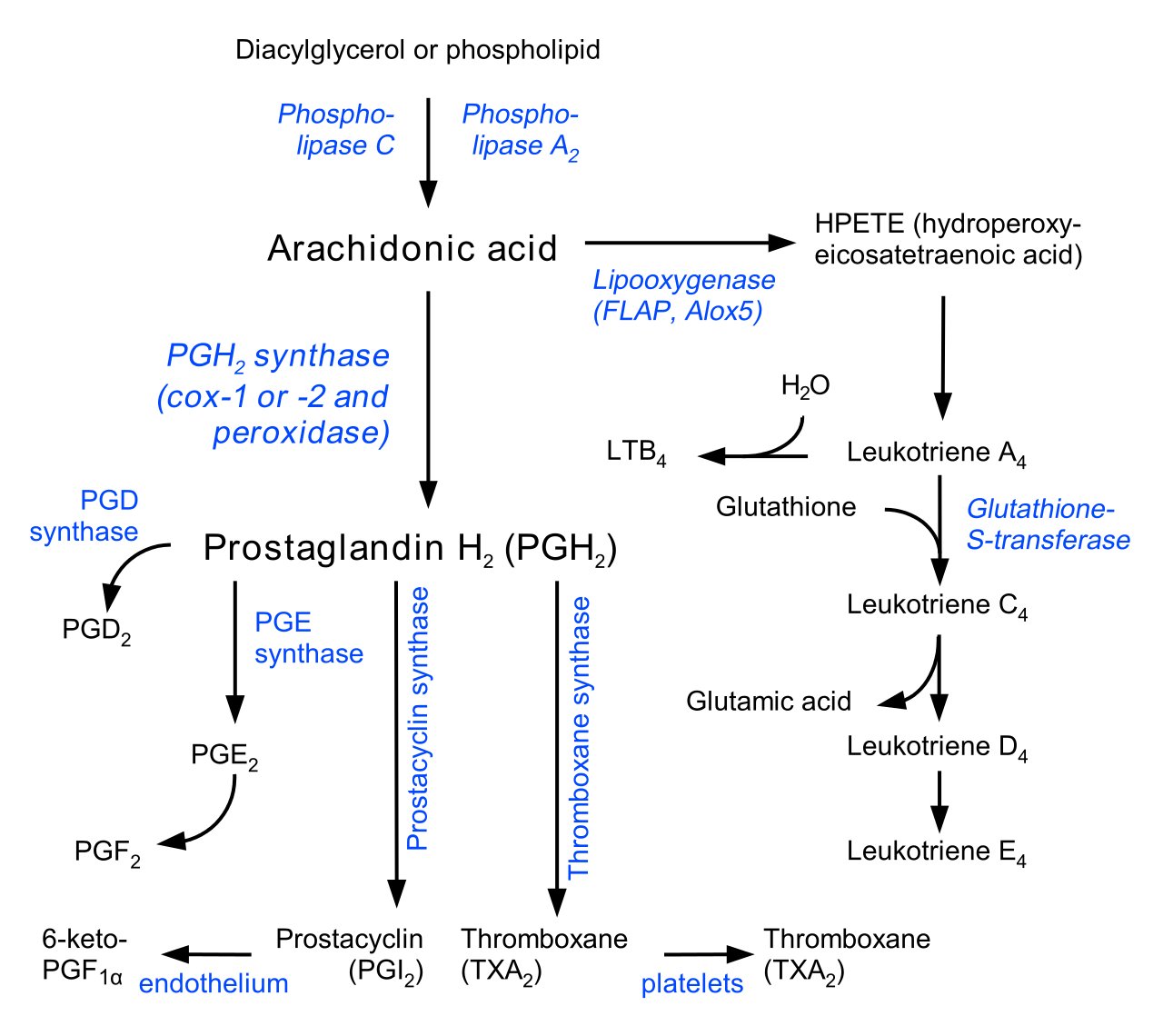 Synthesis of LTE4. (From Wikipedia, created by Jfdwolff, edited by Fvasconcellos and Krishnavedala, CC BY-SA 3.0, https://en.m.wikipedia.org/wiki/File:Eicosanoid_synthesis.svg)