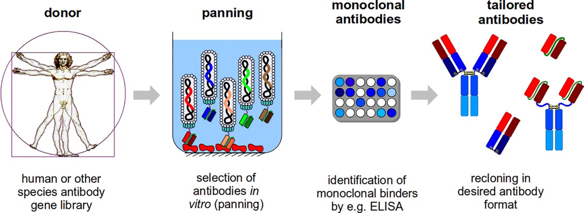 An overview of the phage display antibody selection process. (OA Literature)