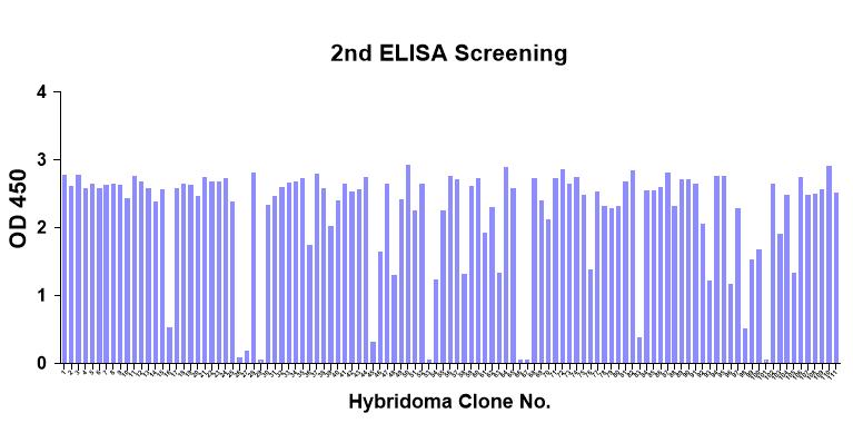 Hybridoma screening of positive clones. (Creative Original)
