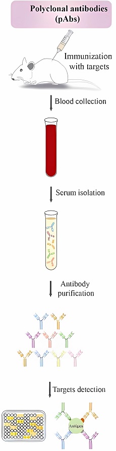 Schematic approaches for the development of polyclonal antibodies. (OA Literature)