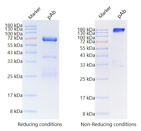 SDS-PAGE Analysis. (Creative Original)