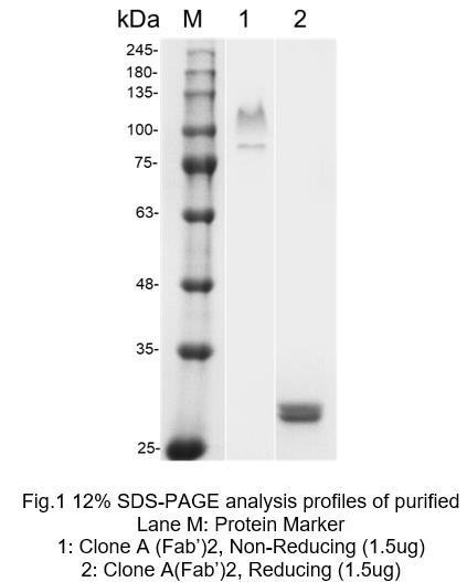 SDS-PAGE analysis of the antibody. (Creative Original)