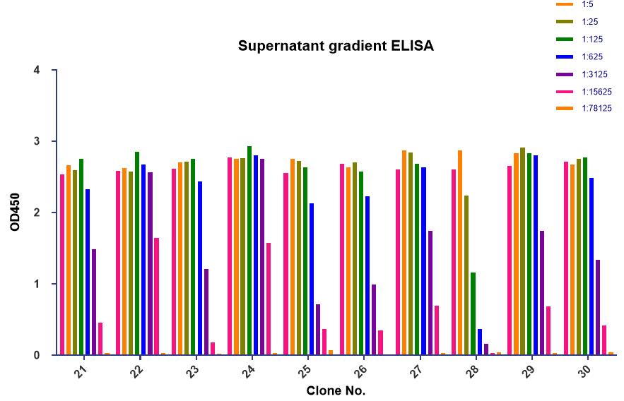 Hybridoma subclone supernatant gradient ELISA. (Creative Original)