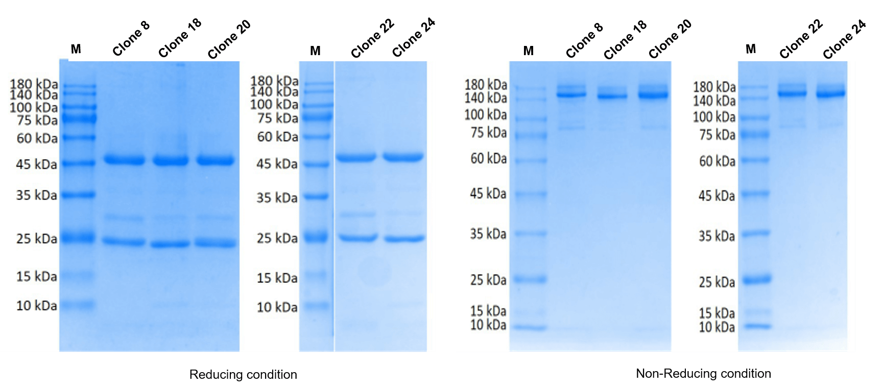 Antibody Production of positive clones. (Creative Original)