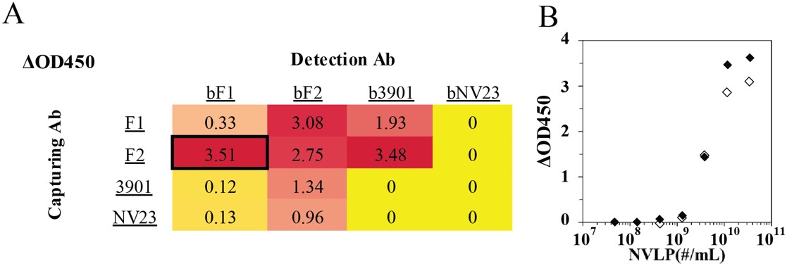 Antibody pair screening for the detection of Norwalk VLPs and sandwich ELISA based on the antibody pair. (OA Literature)
