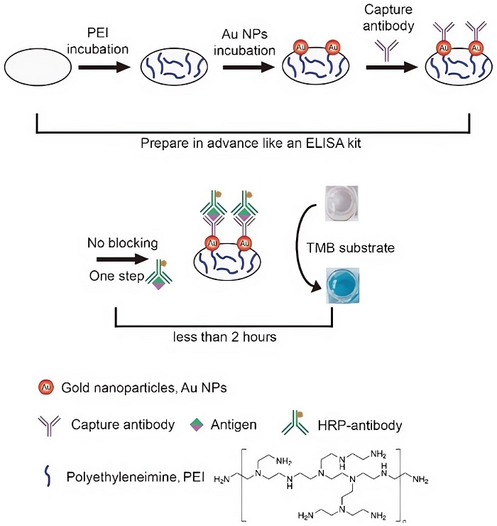 Schematic diagram of a PEI-GNP coated microwell plate and its application in a blocking-free 'sandwich' ELISA. (OA Literature)