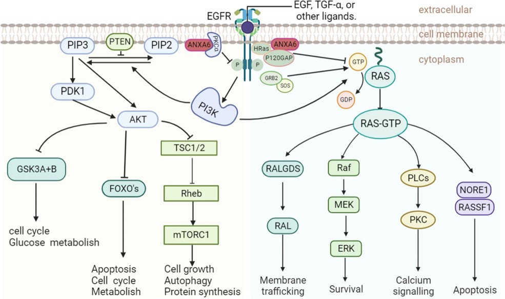 Signaling pathways associated with ANXA6. (OA Literature)