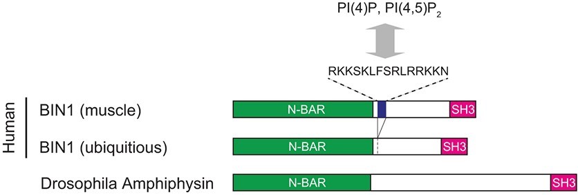 Domain structure of human and Drosophila amphiphysin. (OA Literature)