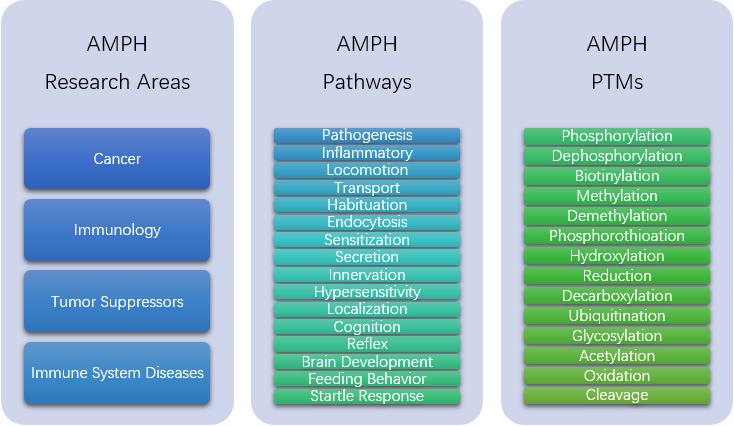 Research area, pathways, and PTMs of AMPH. (Creative Biolabs Original)