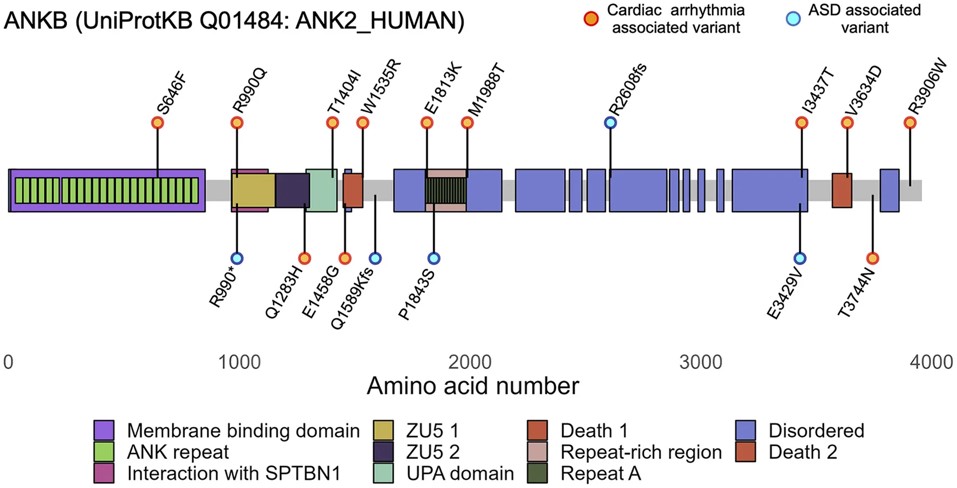 ANK2 variants are associated with cardiac arrhythmias and ASD. (OA Literature)