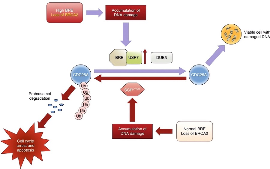 Proposed model explaining the survival of BRE overexpressed BRCA2-deficient cells. (OA Literature)